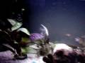 videos de Shark attack