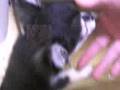 紗(さや)を切望するチワワ