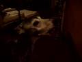 Italian Greyhound video