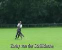 Schutzhund Zorby von der Schiffslache longbite