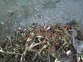 いずこから来たのか、ホテイアオイよ