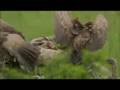 Vultures move in on lion kill 