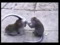comedy59 afv comedy