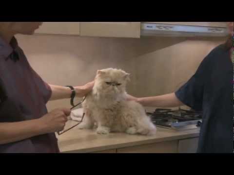 how to trim cat hair