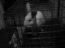 another bunny yawning