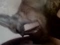 Cooshee cooing The Fennec fox Cooshee cooing The Fennec fox