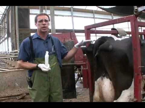how to take rectal temperature