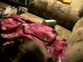 videos de our little dog river