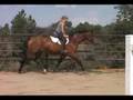 Amber Trotting