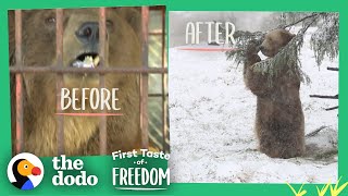 Bear Who Spent His Life In A Cage Is Thrilled To Play In Snow | The Dodo First Taste Of Freedom by The Dodo