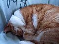 Snoring Biscuit Snoring Biscuit