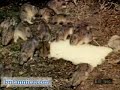 if all of your friends jumped off the brooklyn bridge, would you? if you happen to be a lemming, unfortunately, the answer is a resounding 