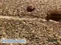 Lemming Migration Along the Norwegian Coast.