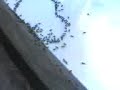 Ants