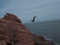 Arbroath Cliffs(Huge Gap) Arbroath Cliffs(Huge Gap)