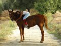 Le mie super bestiole!