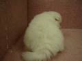 videos de 11/06 狐狸狗 spitz -母幼犬1號-日新犬舍