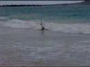 Kailua Dog Surfer & Beach Boys 3 Kailua Dog Surfer & Beach Boys 3