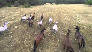 Horde de chevaux - Trailer 2015 - 4K