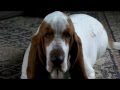2010-03-09 | HAL basset hound --- fighting off sleep! ~> (<span>1:)