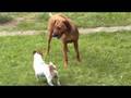Milly baby Ridgeback