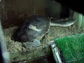 Chelodina haciendo el nido