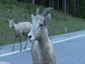 Motorcycle riding/Rocky Mountain sheep/Highwood Pass/ VRIDETV