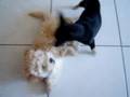 Ratita vs Mia