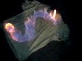 Shwerwood Fire Shwerwood Fire