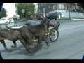 Fila Brasileiro Dogs      Fit For Duty