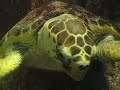 Neglect and cruelty at Alghero Aquarium Neglect and cruelty at Alghero Aquarium