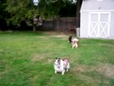 Pothole Sheltie vacation