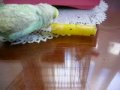 Mi periquito