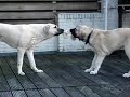 kangal kaya & lisa