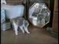 Very Funny Cats By Trevor McGavin