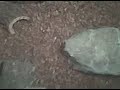savannah monitor cage