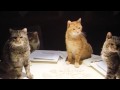 The Slammin' Salmon - How Is Everybody Feline