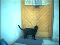 Knocking cat