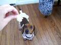 videos de diaper dog II