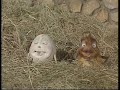 Mother Goose tells her goslings the story of Prince Humpty Dumpty.