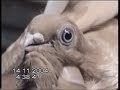 Characteristics of Egyptian Swift Asfar (part 1)