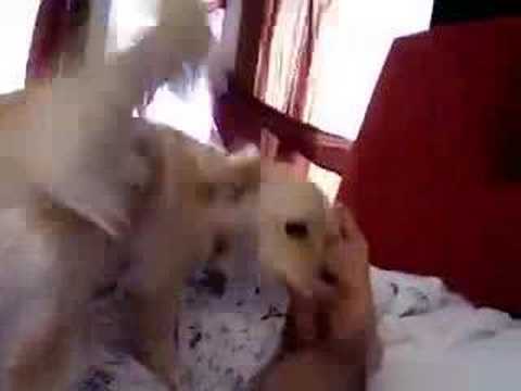 YouTube Preview Image