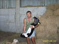 Mosxari gennithike xwris podia! -A cow borned without legs
