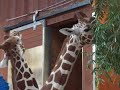 Giraffes @ S.F. ZOO eating Banana\