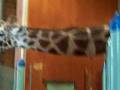 Giraffes @ S.F. ZOO eating Banana's Whole!!!