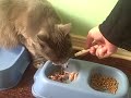 Picky Eater Picky Eater