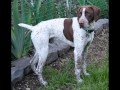 German Shorthaired Pointers German Shorthaired Pointers