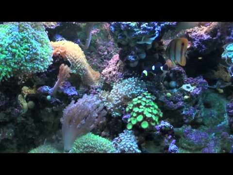 how to cure ich in a reef tank