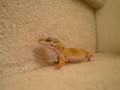videos de Leo Climbing The Stairs
