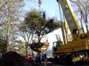 Planting The Tree of Life Planting The Tree of Life